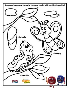 three life stages of a butterfly