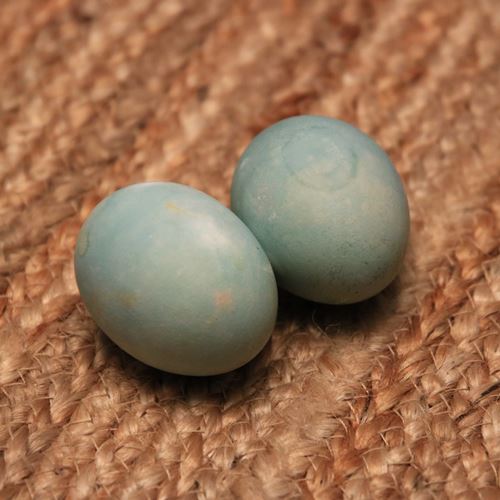 Naturally Dyed Easter Eggs Blue